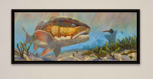 redfish Swimming after a fly