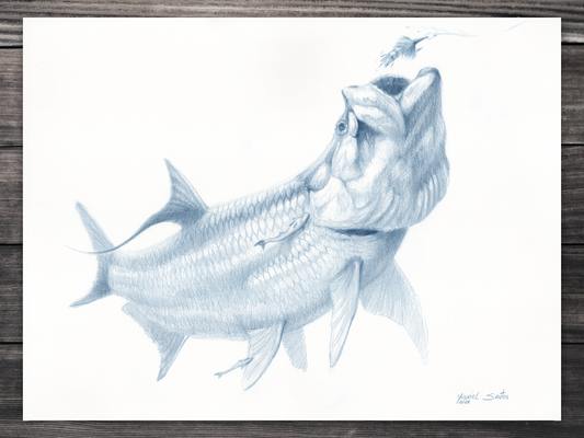 Tarpon about to swallow a fly drawing