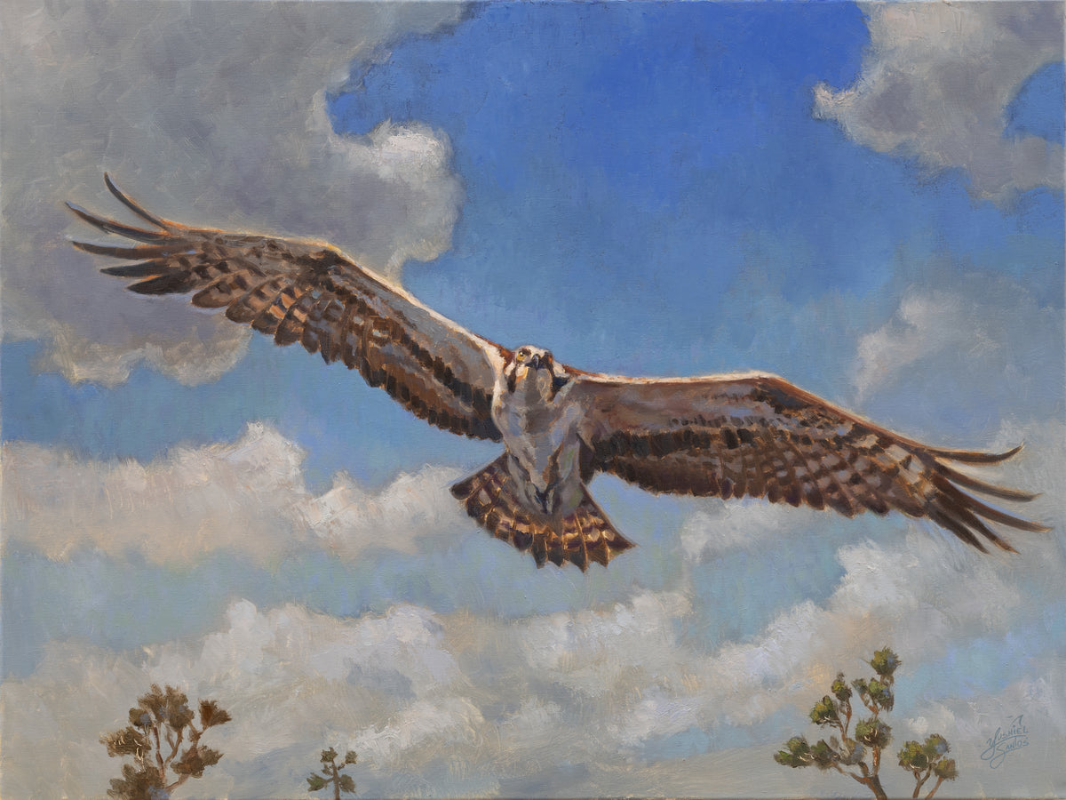 Osprey in Flight - Art Print