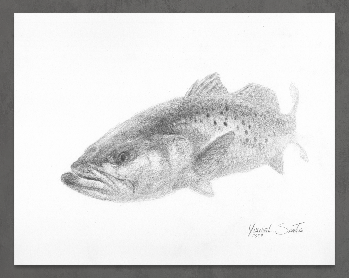 Seatrout Portrait