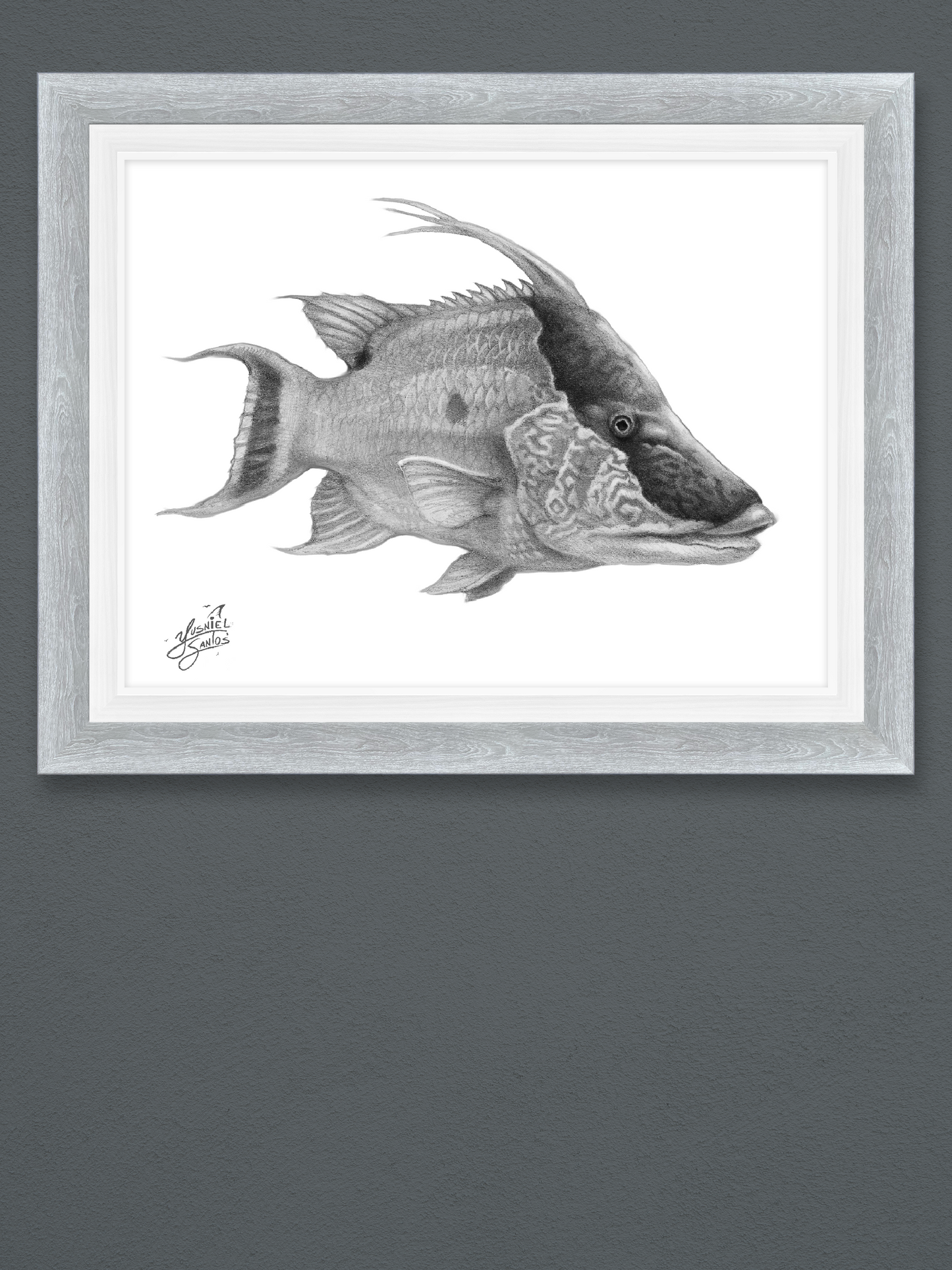 Hog Snapper portrait