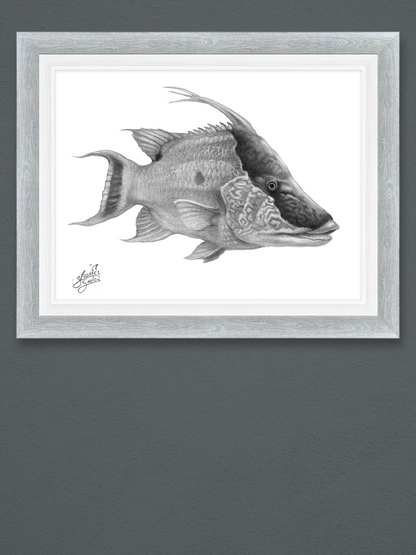 Hog Snapper portrait