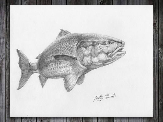 Redfish portrait