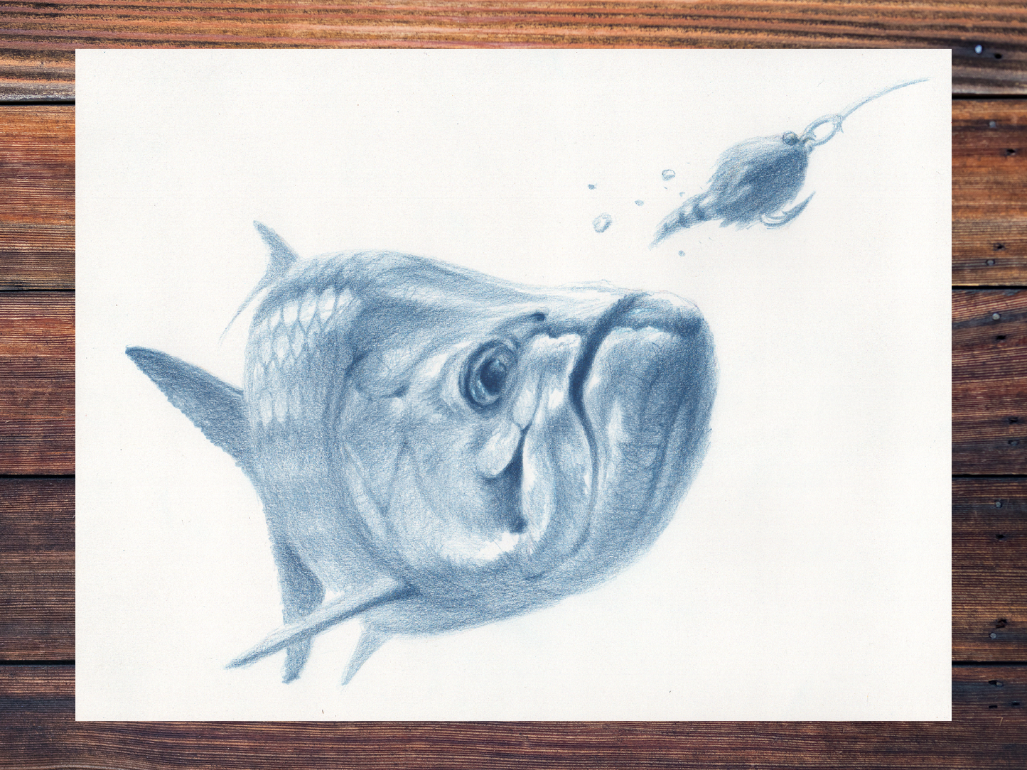 Tarpon Drawing